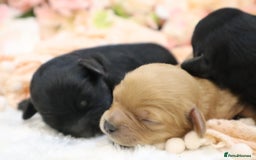 Cavapoo dogs for sale: Health Tested Cavapoo Puppies - Image 20