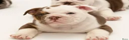 English Bulldog dogs for sale: Beautiful English Bulldog Puppies in Leigh-on-Sea - Advert 4