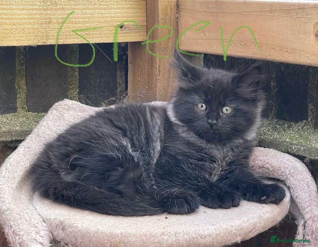 Maine Coon cats for sale: Maine coon cross kittens - Image 9