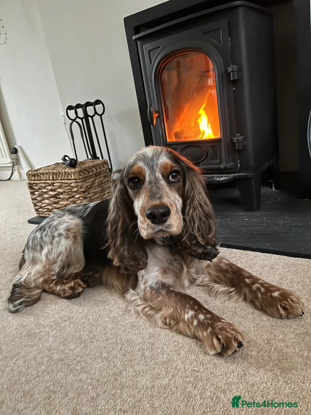 Cocker Spaniel dogs for stud: Stud: stunning sable roan cocker spaniel, 11kg. - Advert 2