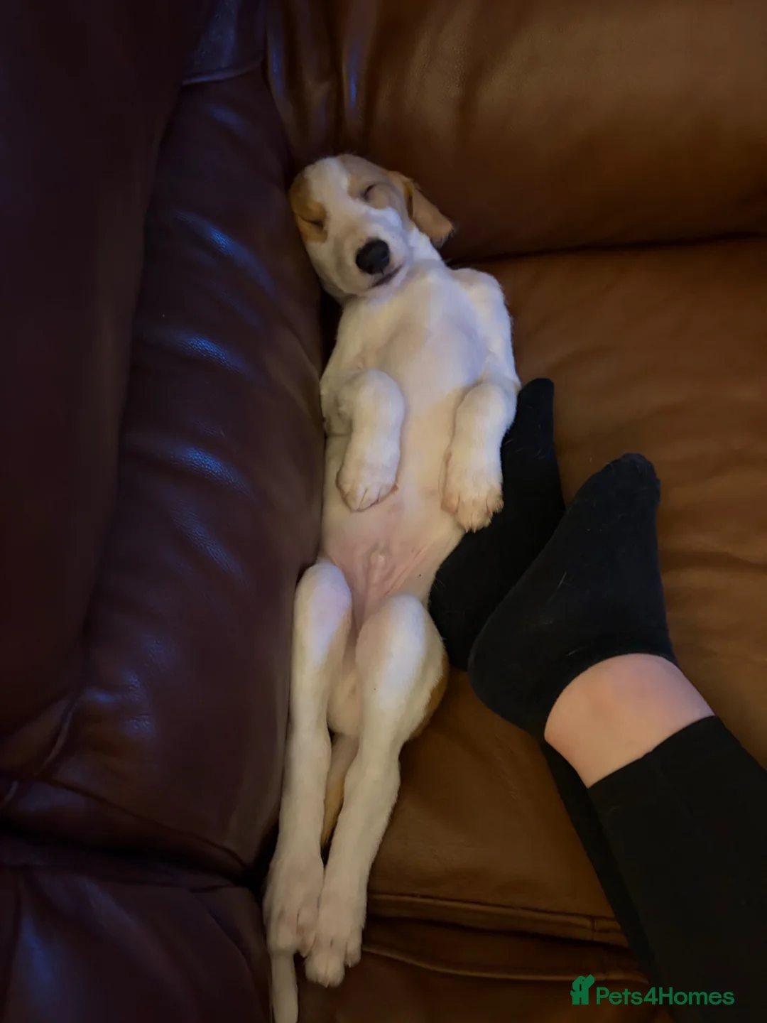 Lurcher dogs for sale: Lurcher pup male - Advert 2