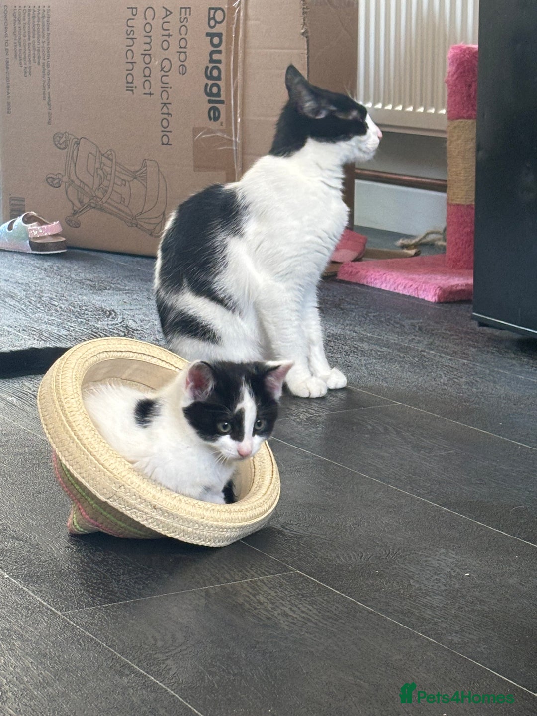 Mixed Breed cats for sale: Muffin  - Image 7