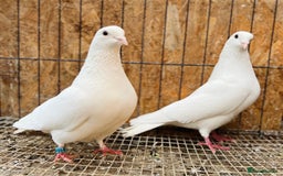 Doves birds for sale: PURE WHITE ENGLISH GARDEN DOVES - Image 5