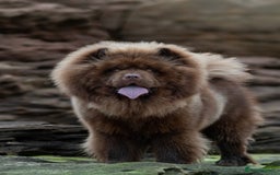 Mixed Breed dogs for sale: chowski / chow chow  - Advert 3