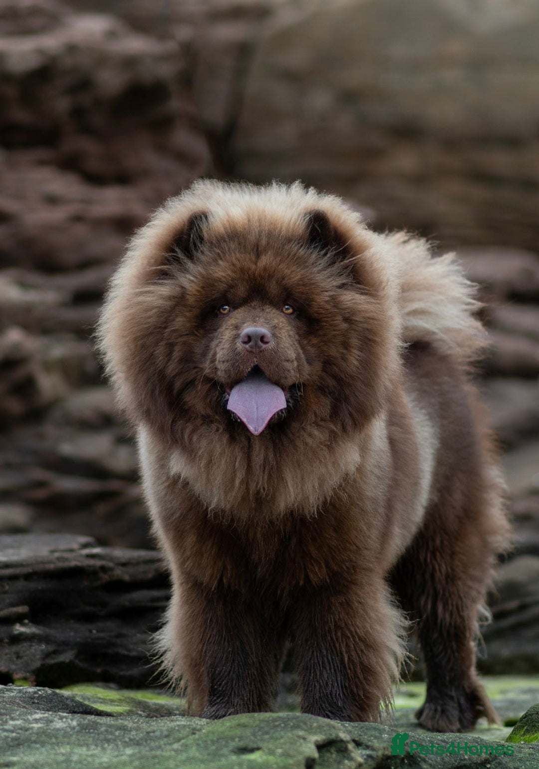 Mixed Breed dogs for sale: chowski / chow chow  - Advert 3