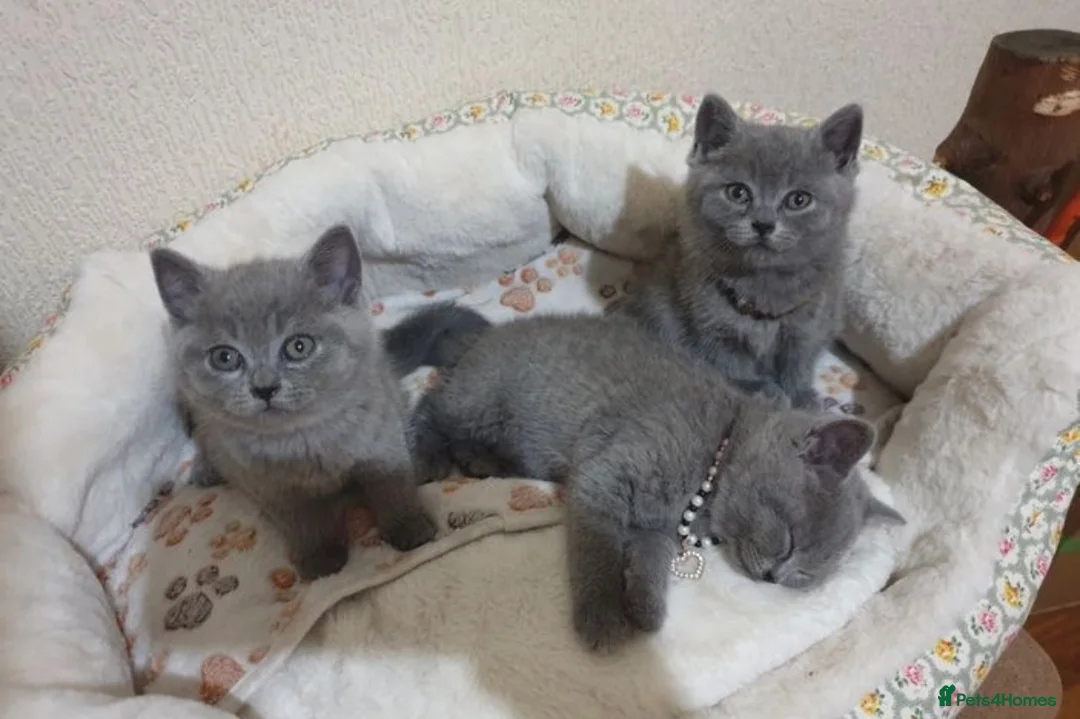 British Shorthair cats for stud: 🐈‍⬛ GIZZY THE STUD 🐈‍⬛ GCCF AND TICA REGISTERED  in Solihull - Advert 19