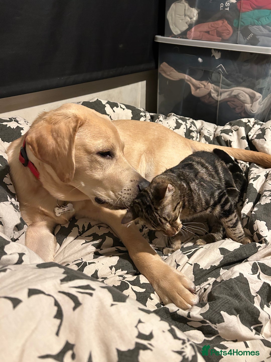 Bengal cats for sale: Bengal male looking for a loving home  - Advert 4