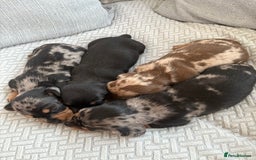 Miniature Dachshund dogs for sale: READY NOW - 2 boys left - KC registered  - Image 14