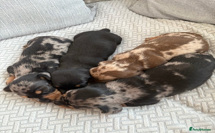 Miniature Dachshund dogs - Advert 9