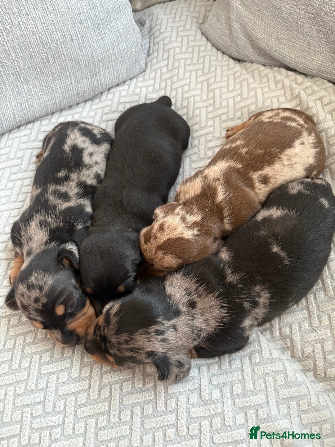 Miniature Dachshund dogs for sale: READY NOW - 2 boys left - KC registered  - Image 14