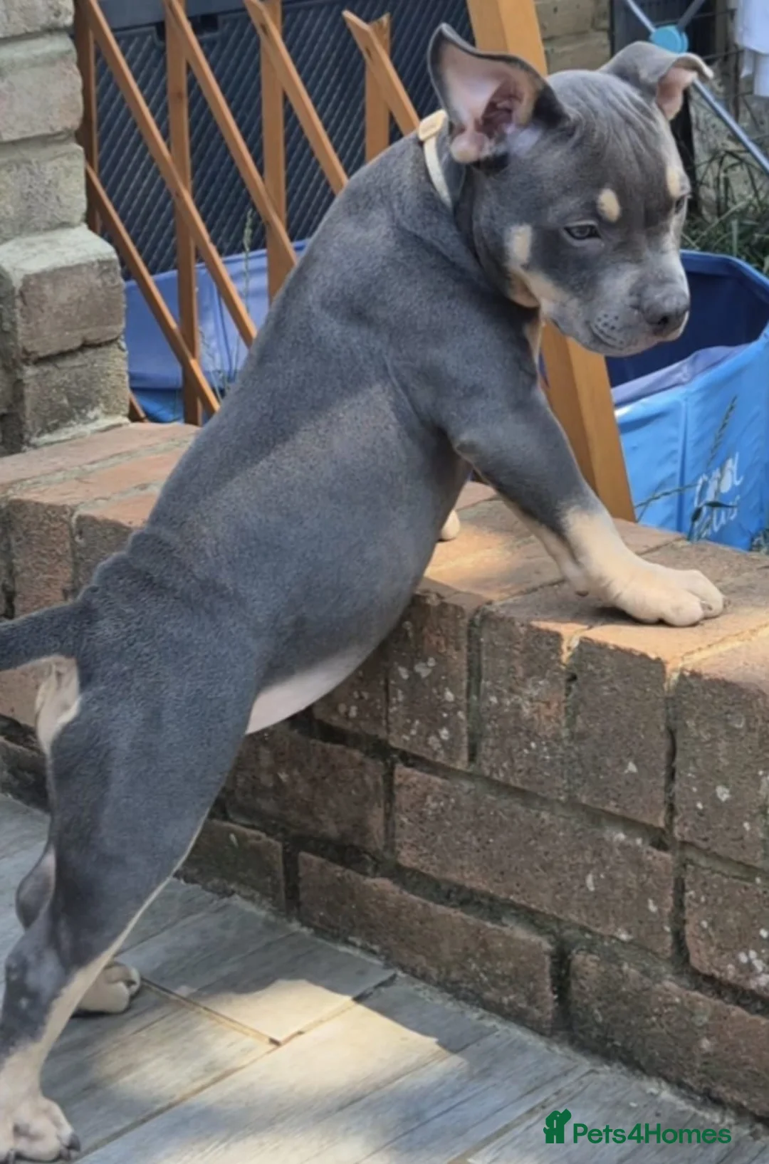 American Bully dogs for sale: American Bully Puppies - Advert 2