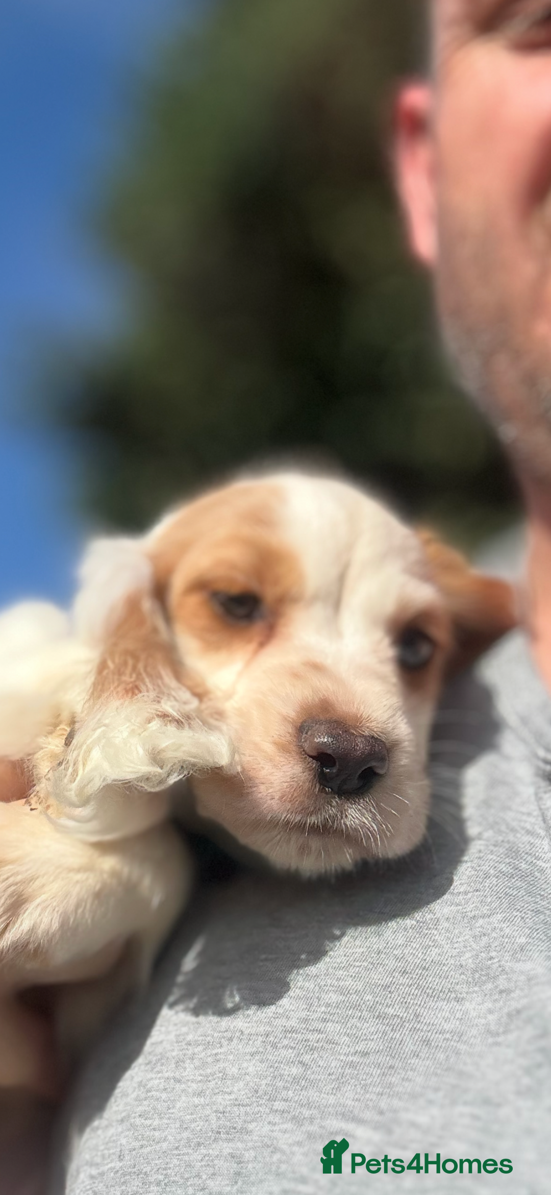 Cocker Spaniel dogs for sale: Cocker Spaniel Puppies (10 weeks - Ready to go) - Image 28