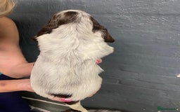 Cocker Spaniel dogs for sale: Cocker Spaniel Puppies For Sale  - Image 17