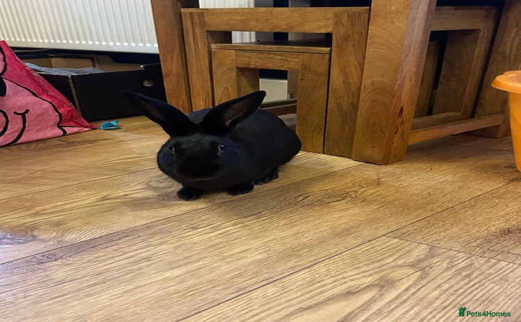 Rex rabbits - Advert 3