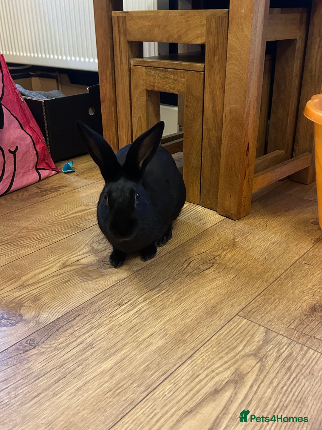 Rex rabbits for sale: Shadow  - Image 1