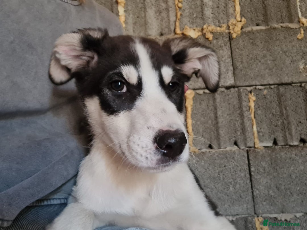 Mixed Breed dogs for adoption: OTIS - a Handsome and gentle boy for a Loving Home - Image 17