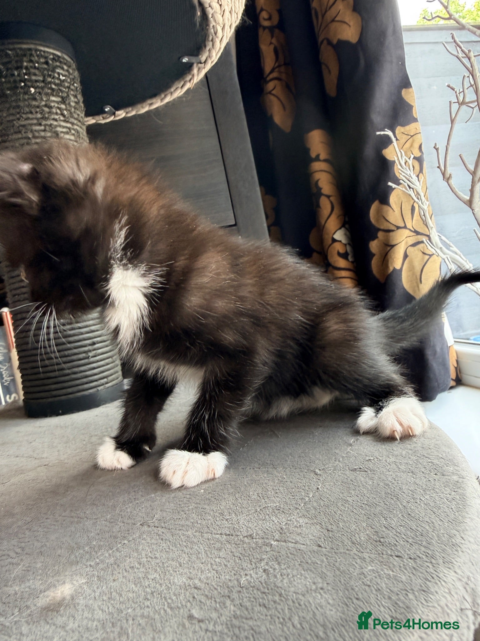 Mixed Breed cats Mixed Persian boy - Advert 1