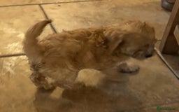 Cavapoo dogs for sale: Health-checked calm loving pups - Image 15