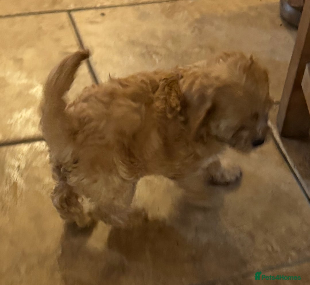 Cavapoo dogs for sale: Health-checked calm loving pups - Image 15