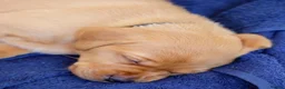 Labrador Retriever dogs for sale: Stunning chunky fox red & black labrador pups - Advert 18