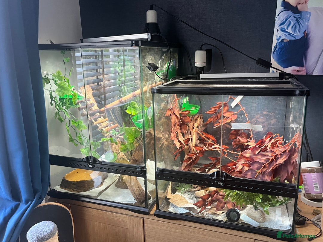 Frog reptiles for sale: Whites tree frog x2 and one tree frog - Image 1