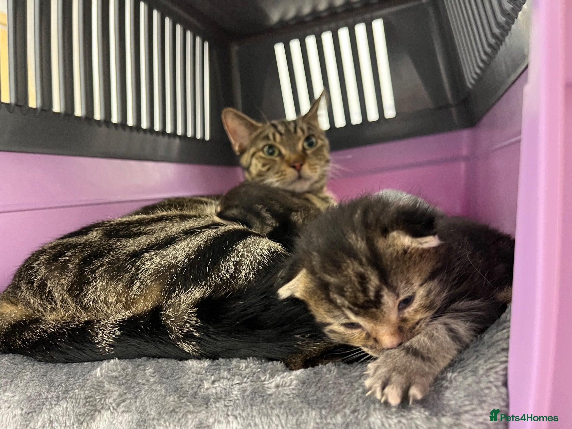 Mixed Breed cats 2 tabby kittens for sale  - Advert 1