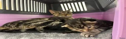 Mixed Breed cats for sale: 2 tabby kittens for sale  in Houghton le Spring - Advert 1
