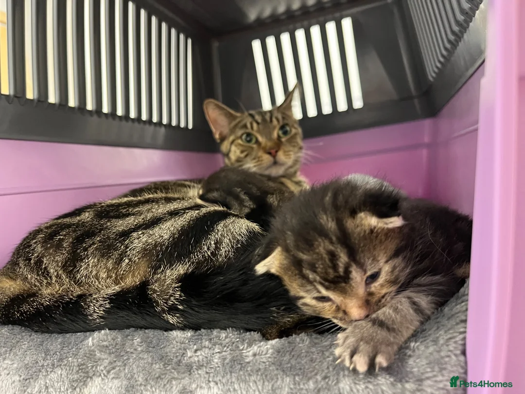 Mixed Breed cats for sale: 2 tabby kittens for sale  in Houghton le Spring - Advert 1