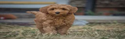Australian Labradoodle dogs for sale: F1 Cockapoo x Australian Labradoodle Pups 🐾 - Advert 10
