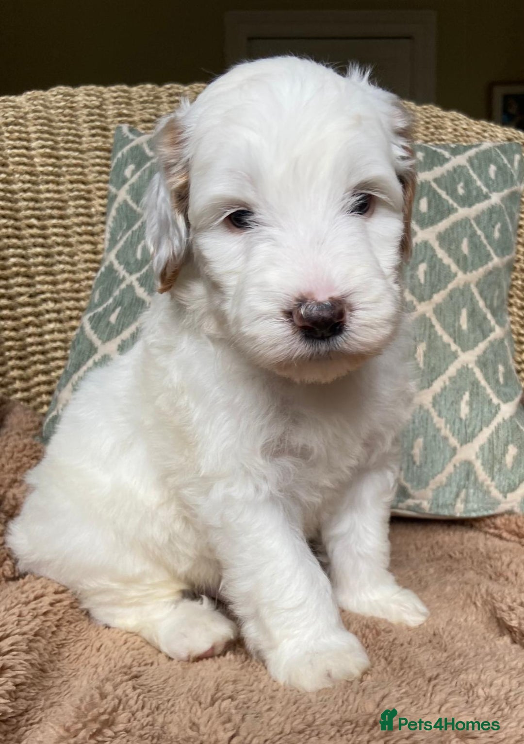 Double Doodle dogs for sale: Gorgeous Australian Double Doodle Pups - Image 8