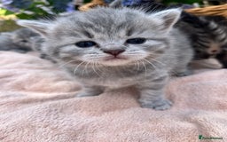 Scottish Fold cats for sale: Cute&Cuddy Scottish fold kittens - Image 6
