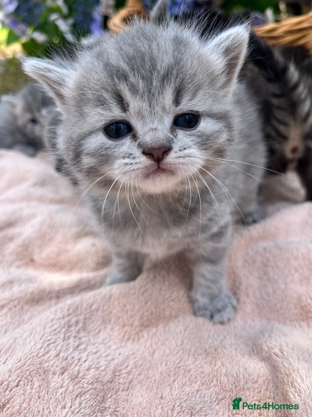 Scottish Fold cats for sale: Cute&Cuddy Scottish fold kittens - Image 6