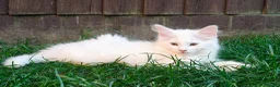 Mixed Breed cats for sale: Little cuties - Advert 7