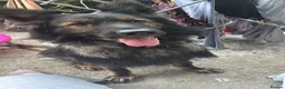 German Shepherd dogs for sale: German shepherd  in London - Advert 2