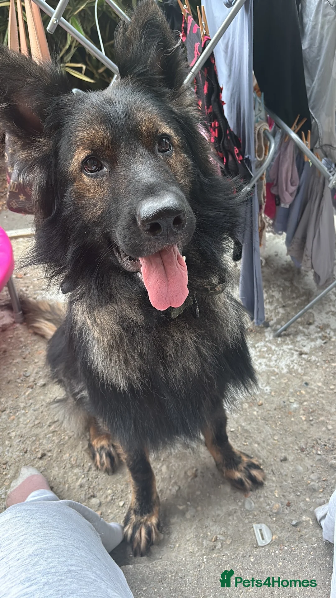 German Shepherd dogs for sale: German shepherd  in London - Advert 2