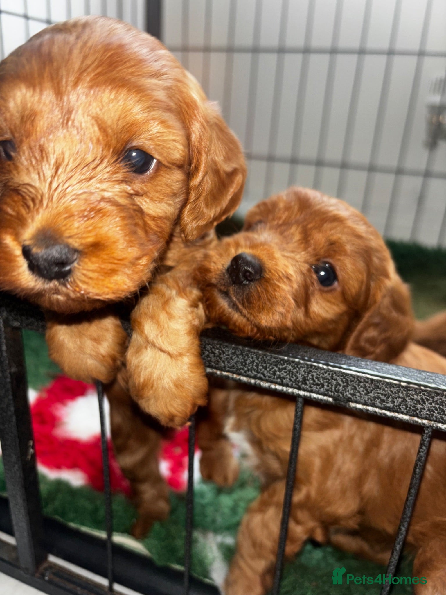 Cockapoo dogs For sale  - Advert 1