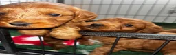 Cockapoo dogs for sale: For sale  - Advert 1