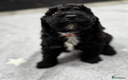 Cockapoo dogs for sale: Beautiful Cockapoos Full Health Tested  - Image 5