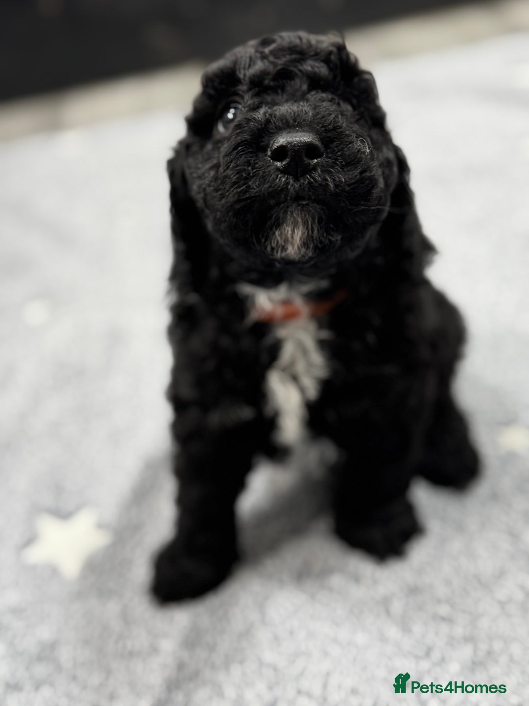 Cockapoo dogs for sale: Beautiful Cockapoos Full Health Tested  - Image 5