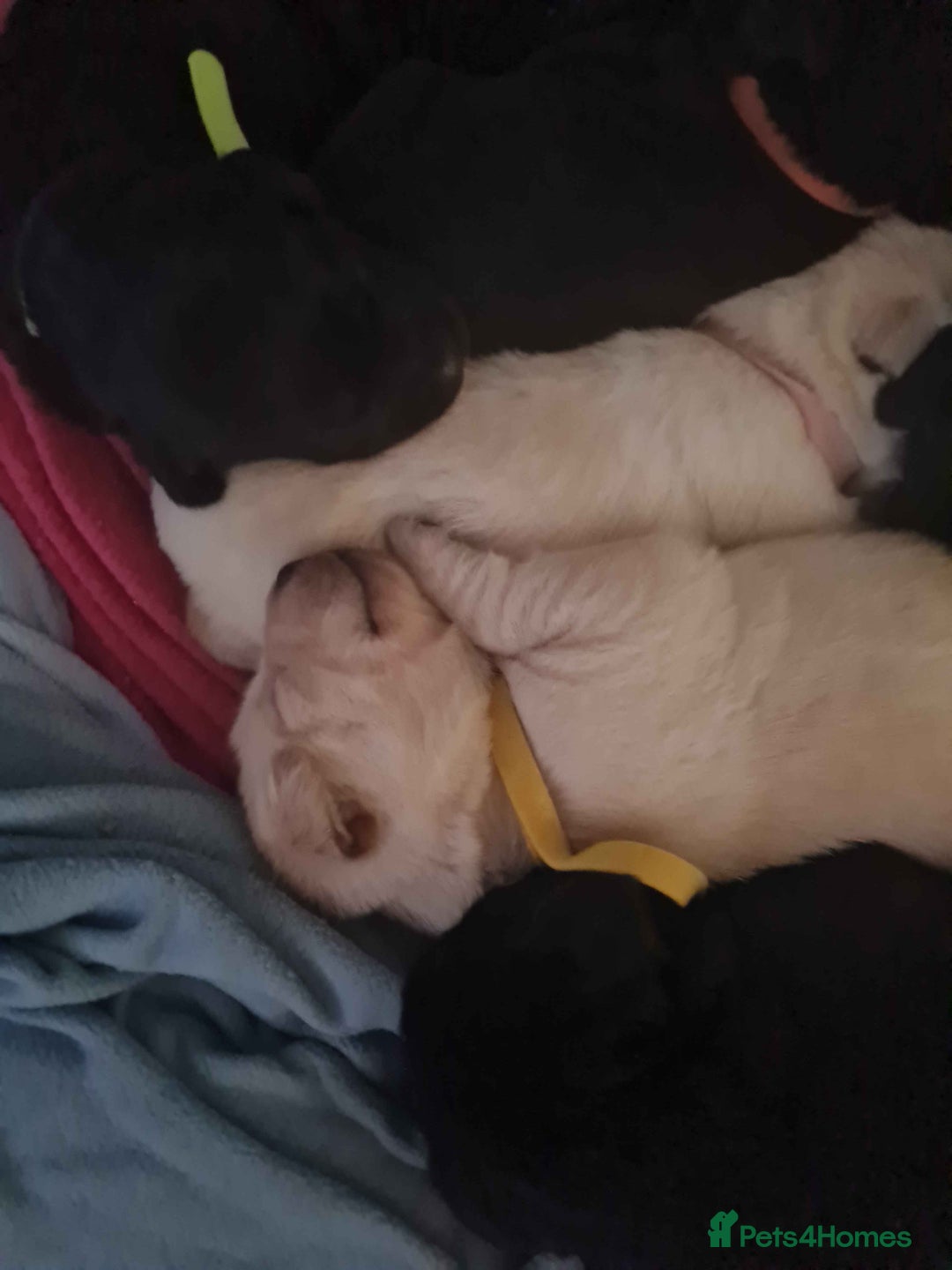 Labrador Retriever dogs for sale: Beautiful Golden and Black Labs - Advert 5