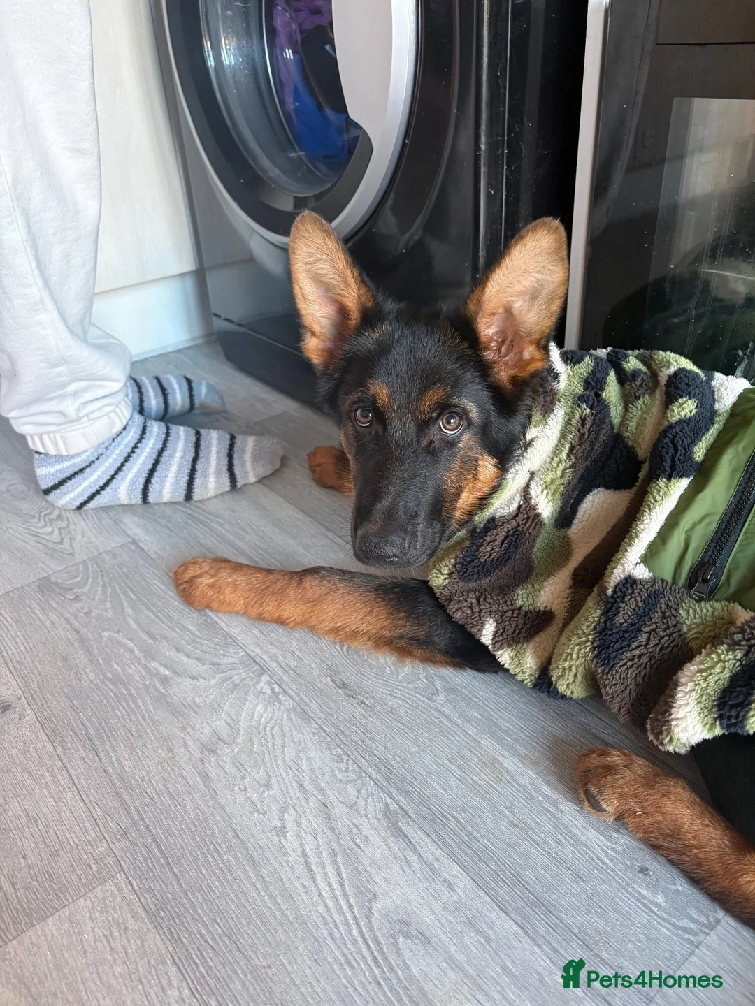 German Shepherd dogs for sale: Unrelated male and female German shepherds - Advert 2
