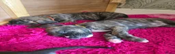 Mixed Breed dogs for sale: Cane corso cross American bulldog  - Advert 15
