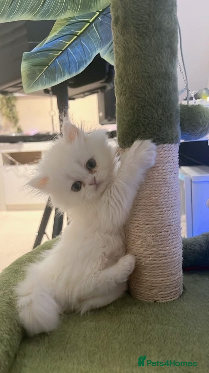 Persian cats Persian kitten🌷🌾 EXOTIC DOLL FACE PERSIAN -  - Advert 3