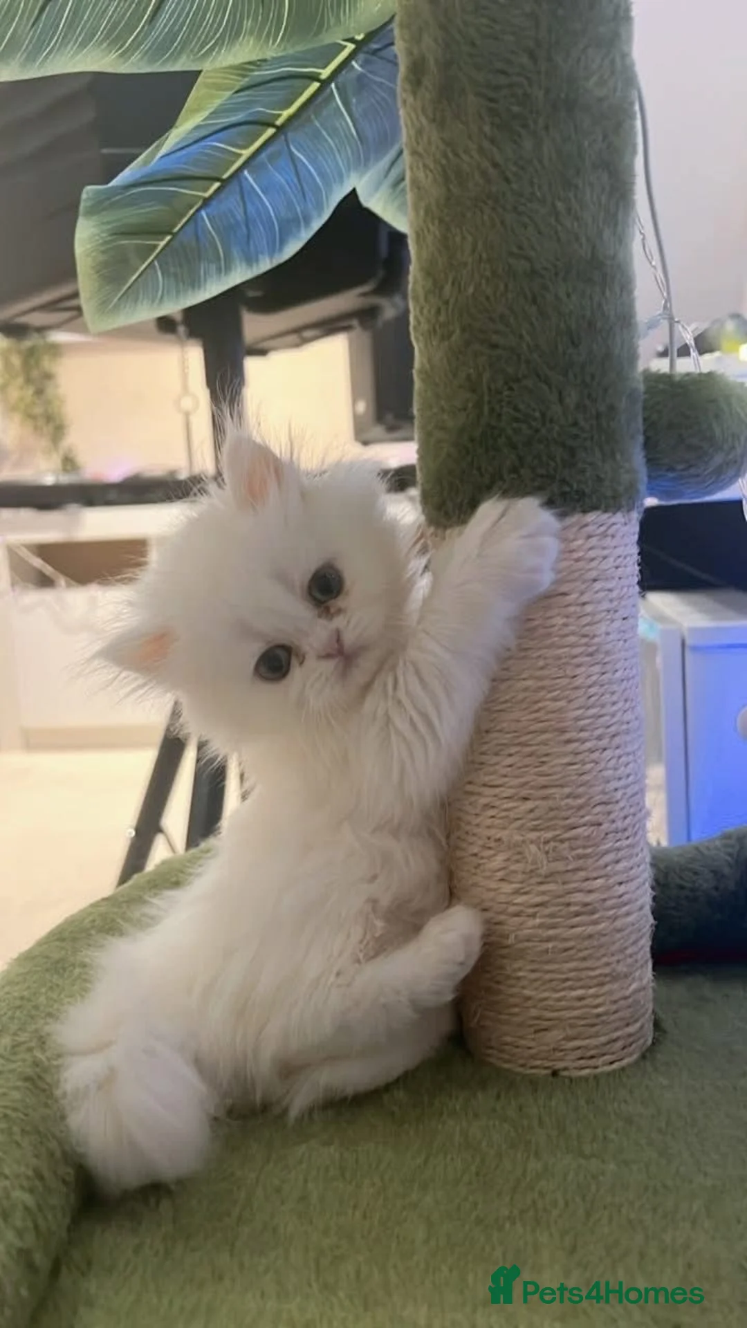 Persian cats for sale: Persian kitten🌷🌾 EXOTIC DOLL FACE PERSIAN -  - Advert 1