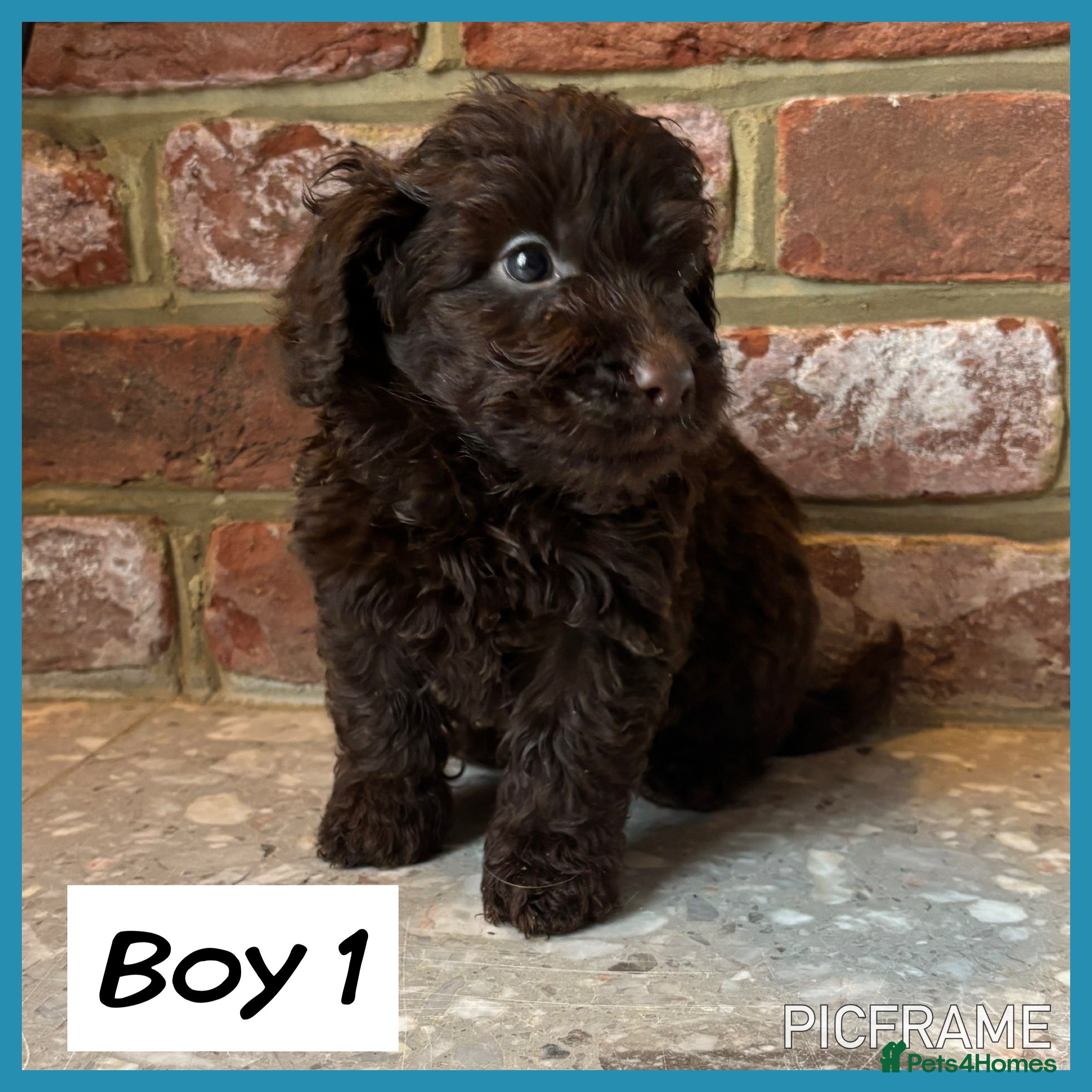 Cockapoo dogs 💙💗OUTSTANDING F1B COCKAPOOS💗💙 - Advert 1