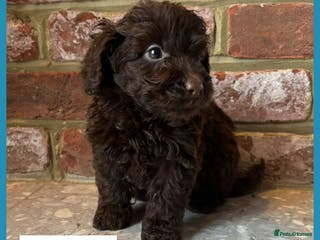 Cockapoo dogs 💙💗OUTSTANDING F1B COCKAPOOS💗💙 ready 16th jan - Advert 6