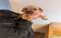 Mixed Breed dogs for sale: Border terrier x jack Russell  - Image 2