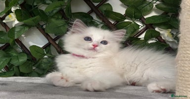 Ragdoll cats - Advert 4