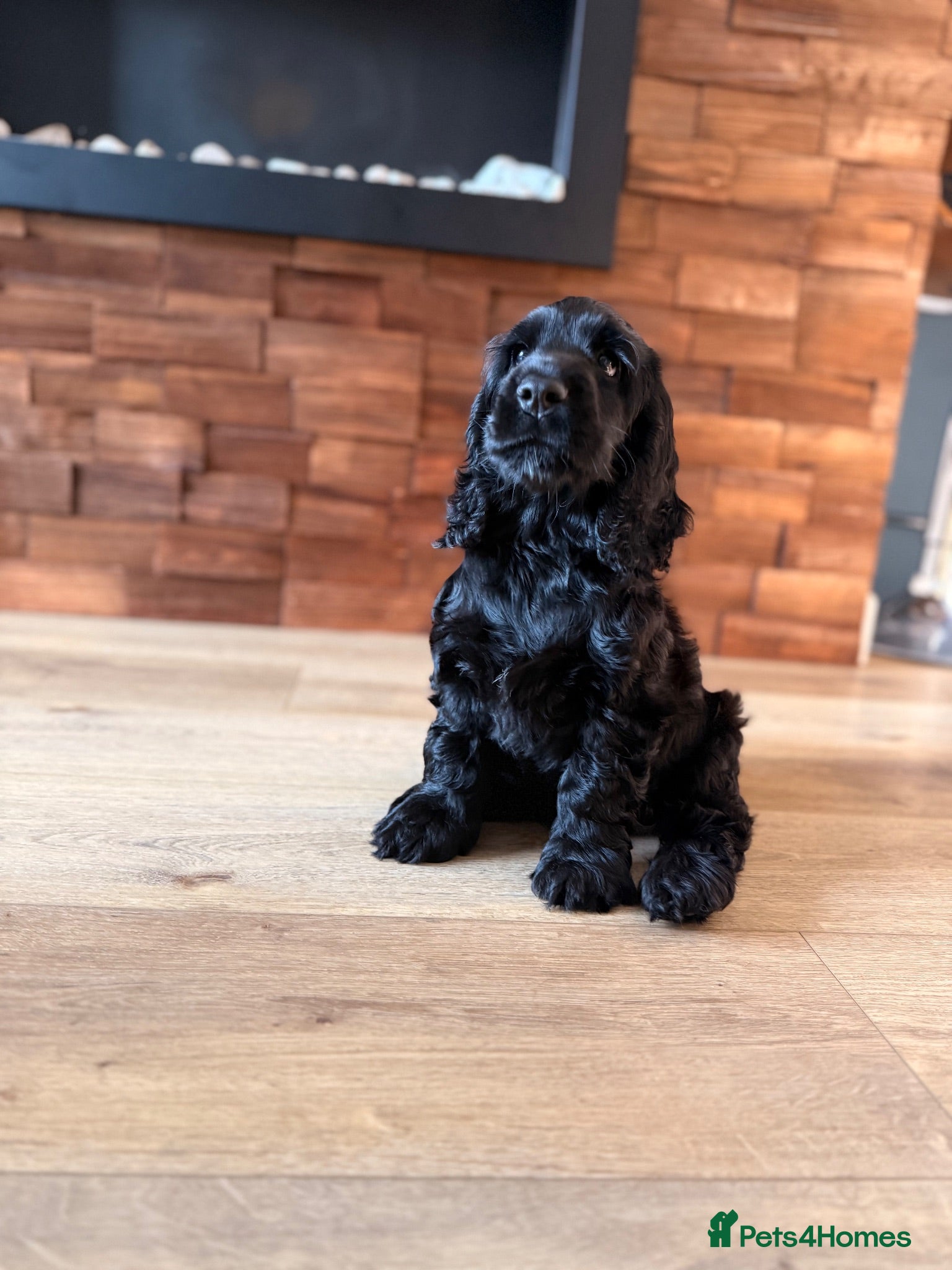 Cocker Spaniel dogs 🐾 1 LITTLE BOY LEFT KC Registered Show Cocker 🐾  - Advert 2
