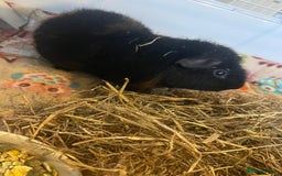 Guinea Pig rodents for sale: Teddy guinea pigs males - Advert 4